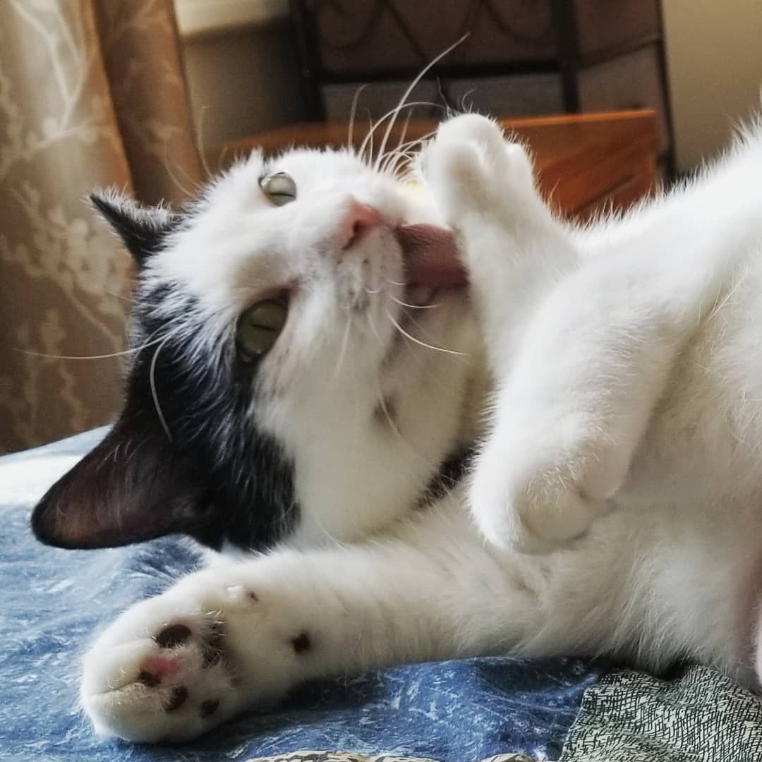一只黑白相间的猫正在梳妆打扮。