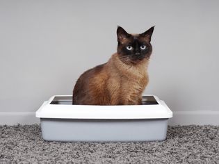 坐在垃圾箱里的猫