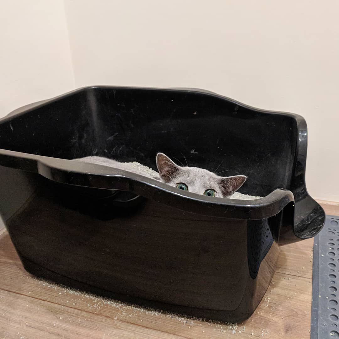 猫像婴儿一样