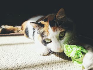带着绿色塑料袋的猫画像