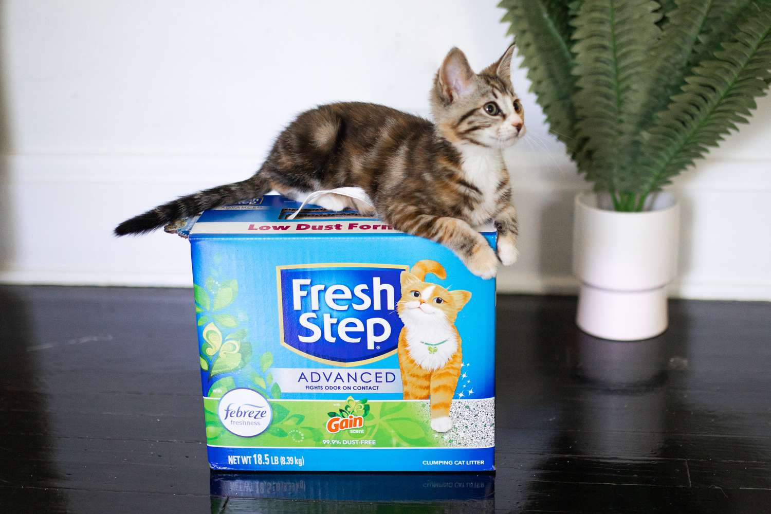 Fresh Step Advanced Clumping Cat Litter Gain Scent