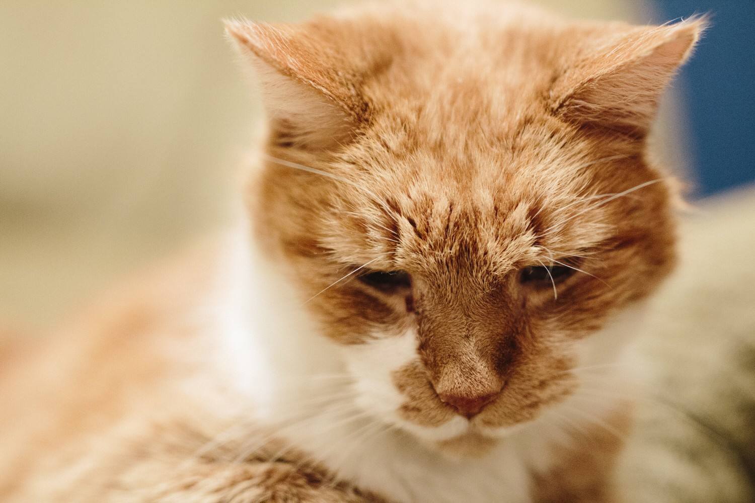 一只老猫的肖像