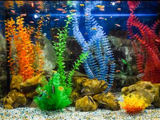 壁挂式水族馆与热带鱼