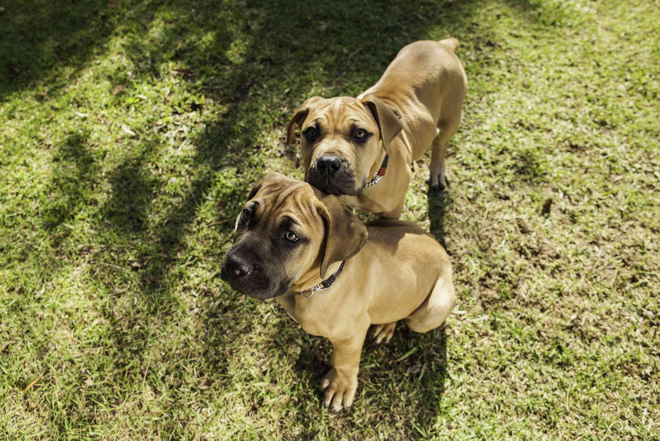 外面的Boerboel小狗