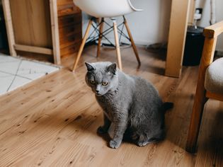 猫在公寓