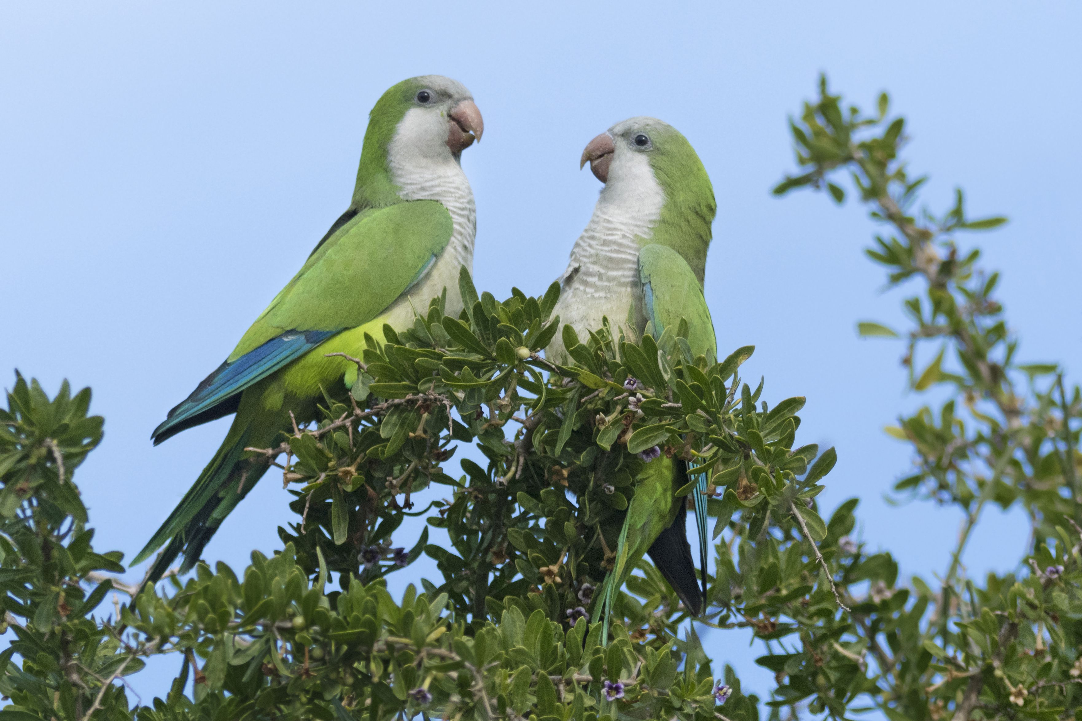 僧侣鹦鹉或贵格鹦鹉(Myiopsitta monachus)