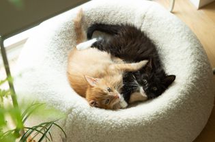 棕色和黑色小猫一起躺在一张柔软的圆床上