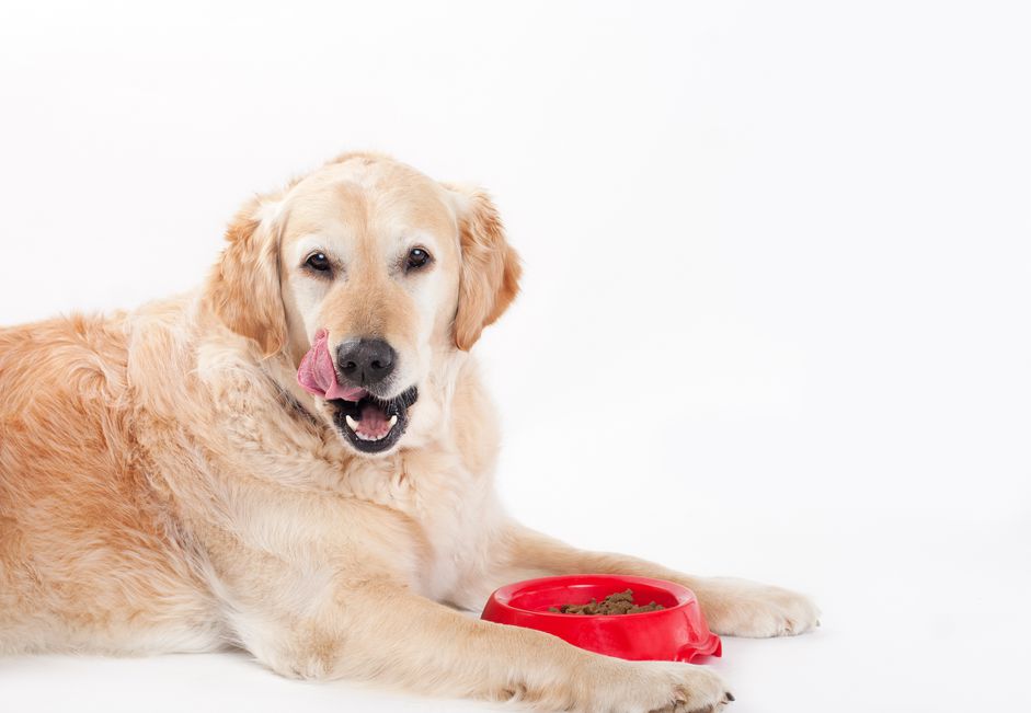 金毛犬躺着，从一个红碗里吃东西。