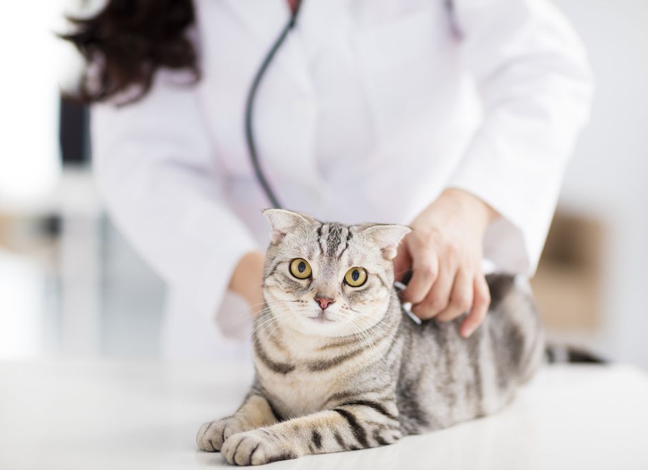 女兽医医生带着猫