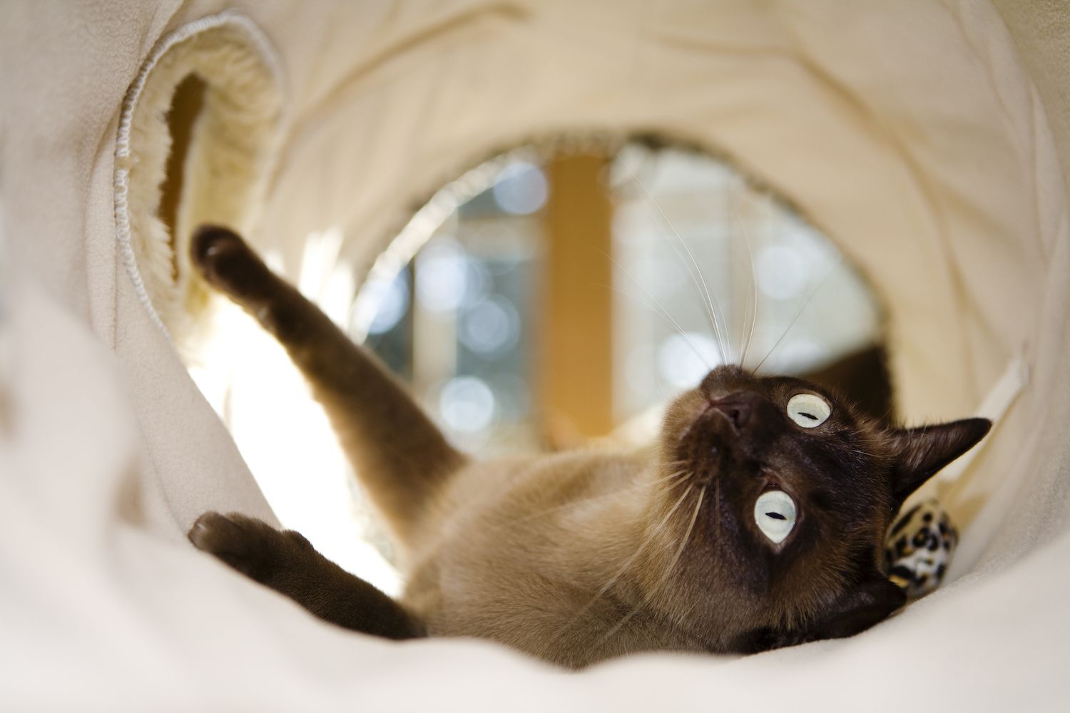 隧道里的东金猫