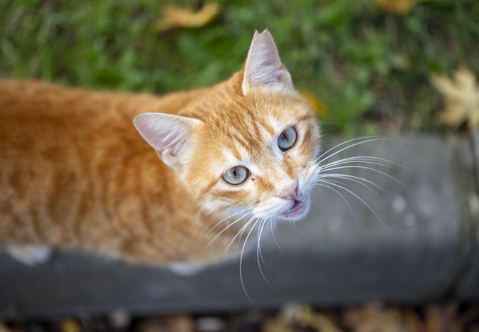 猫抬头