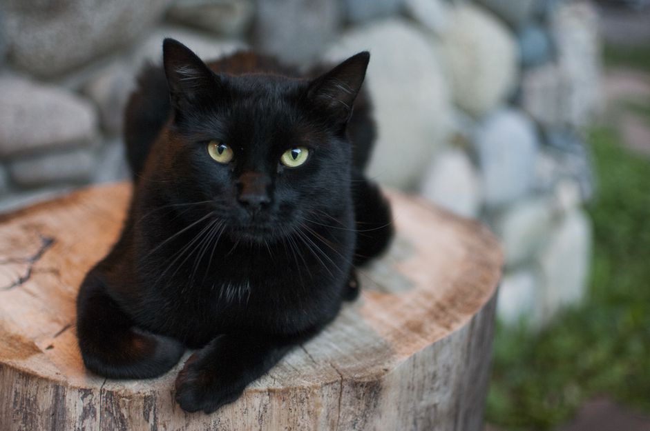 树桩上的黑猫