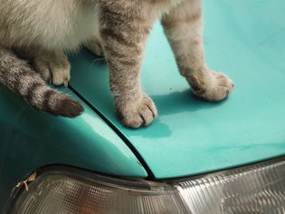 猫在车