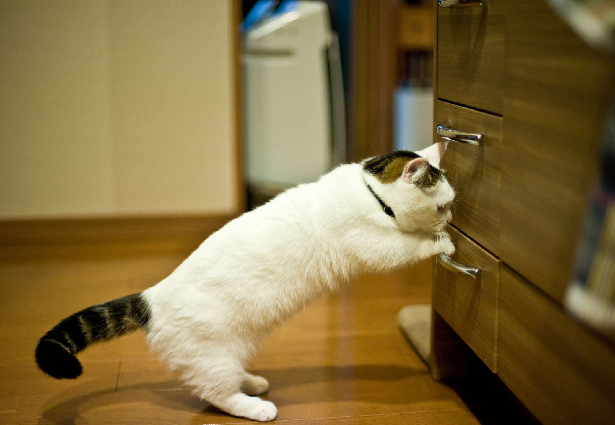 小的猫