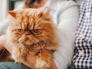 一个女人抱着一只橙色的猫