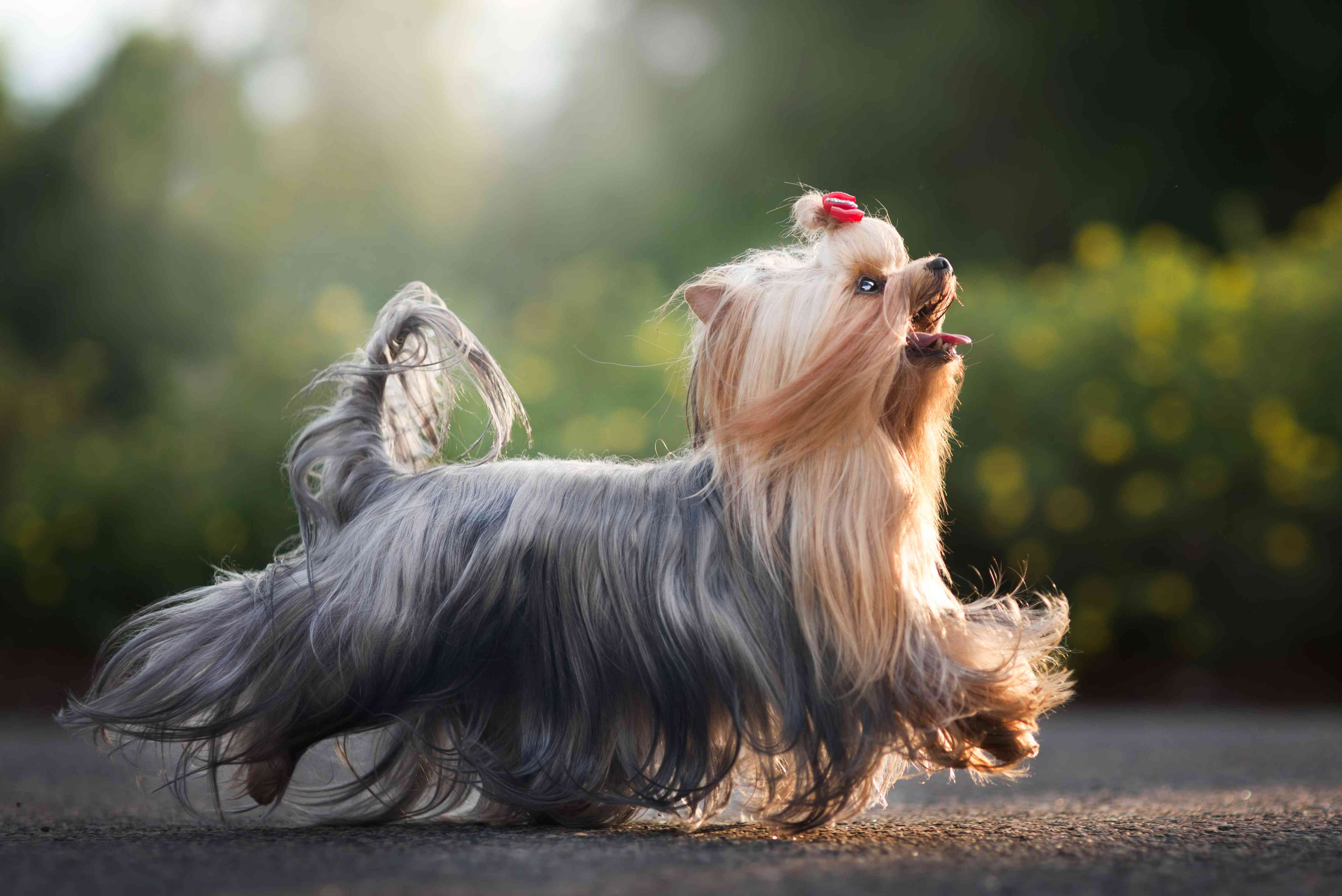 纯种约克郡犬在路上行走的特写，哈卡达尔，挪威