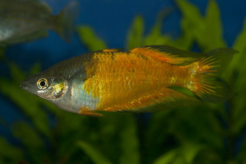 Parkinsoni Rainbowfish