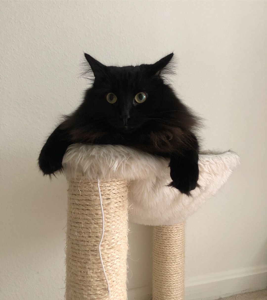 一只黑色的挪威森林猫站在抓挠杆上。