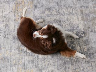 澳大利亚牧师的人