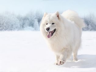 一只萨摩耶在雪地里奔跑
