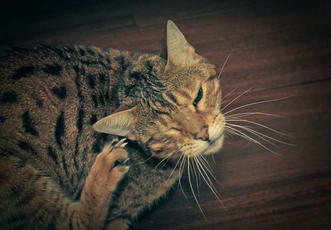 猫在一起