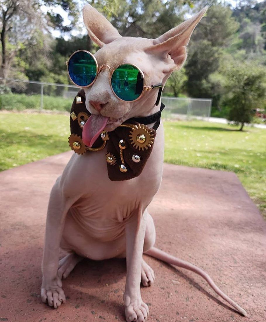 穿着盛装的斯芬克斯猫
