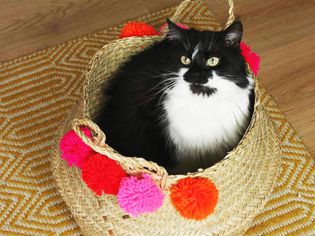 猫坐在篮子里