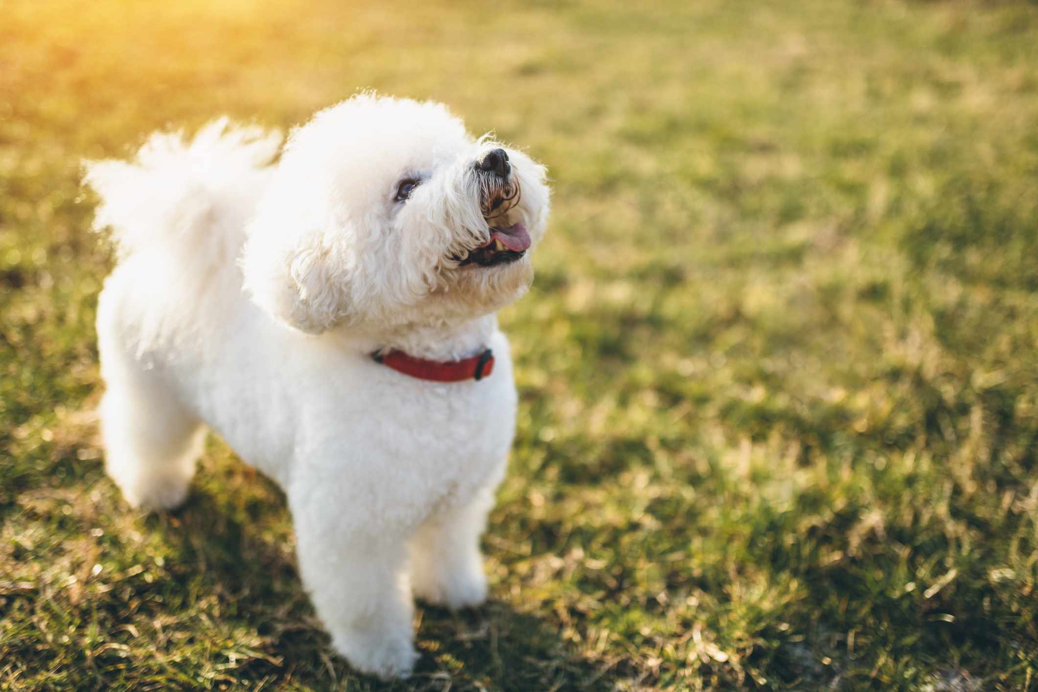 卷毛比雄犬外