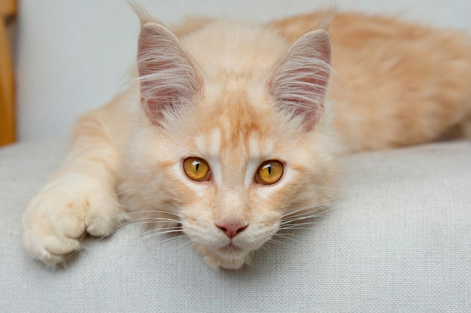 橙色男孩猫躺在椅子上