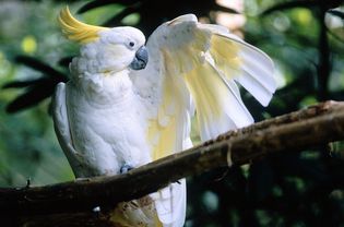 A white sulphur-crested cockatoo sitting on a branch with its left wing spread.