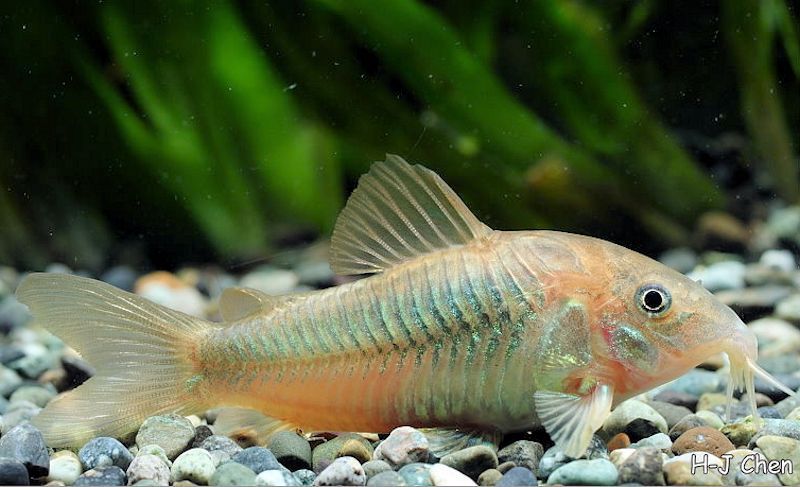 Corydoras aeneus
