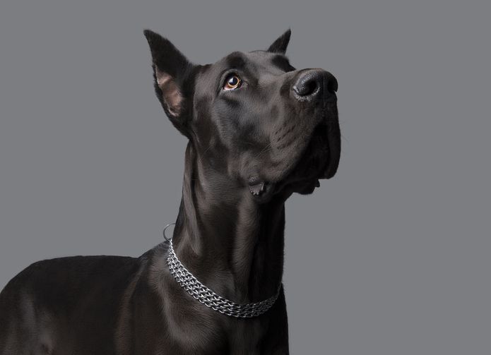 大丹犬