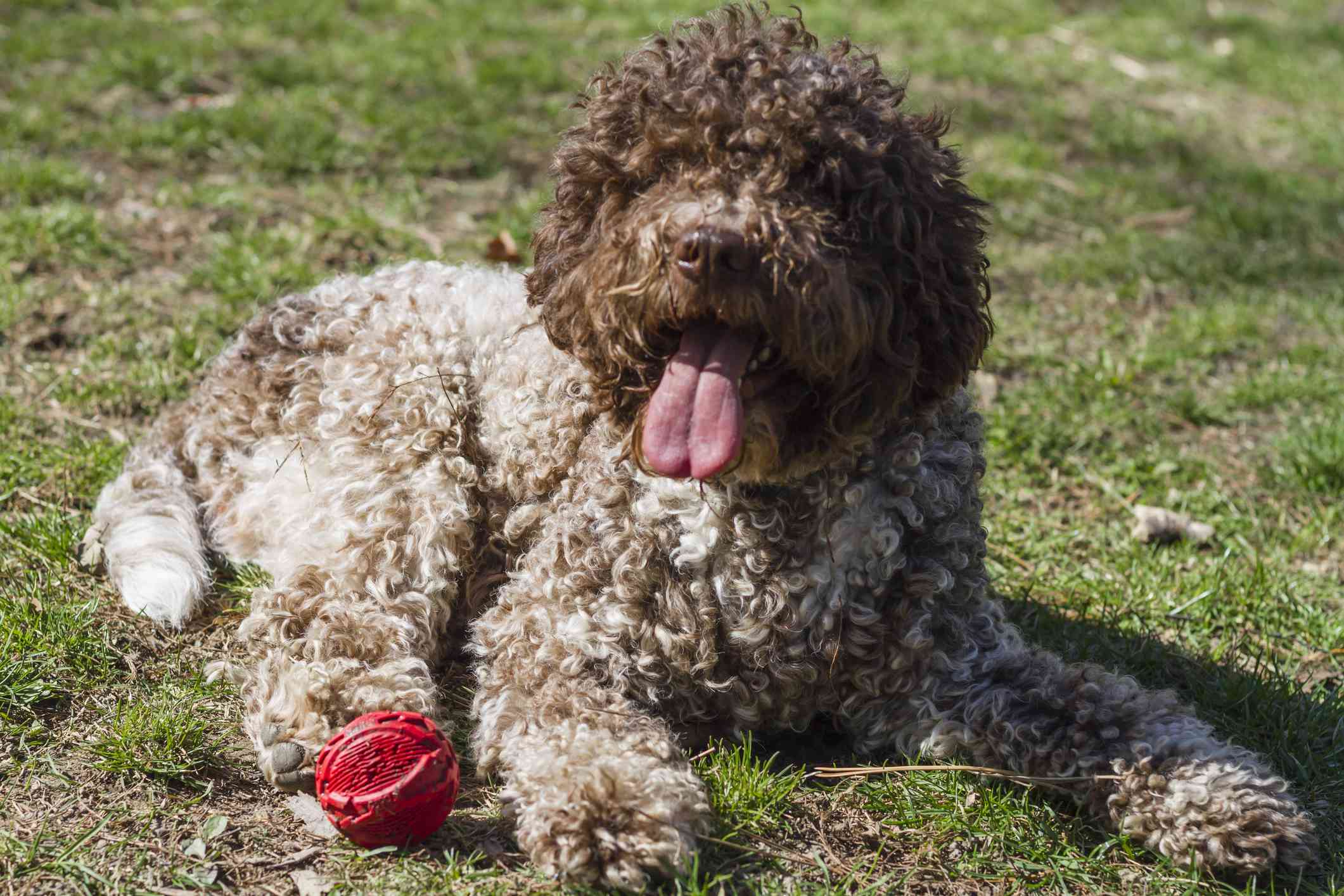 Lagotto Romagnolo躺在球旁边的草地上