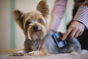 正在用刷子梳理的约克郡犬，看着镜头