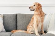 A golden retriever on a sofa