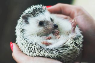 刺猬