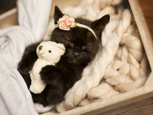 黑色的猫