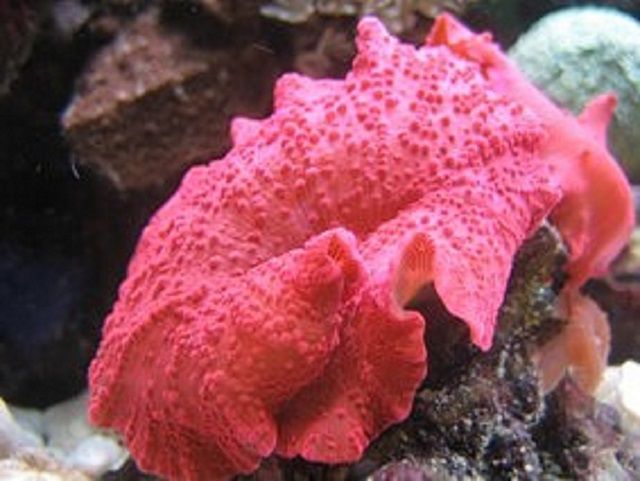 粉菇珊瑚