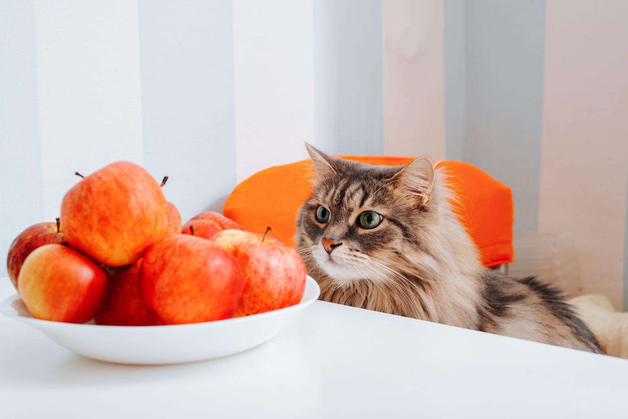 长毛虎斑猫在看一碗苹果