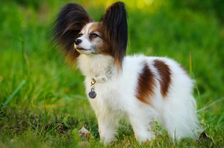 一只蝴蝶犬站在草地上的侧影