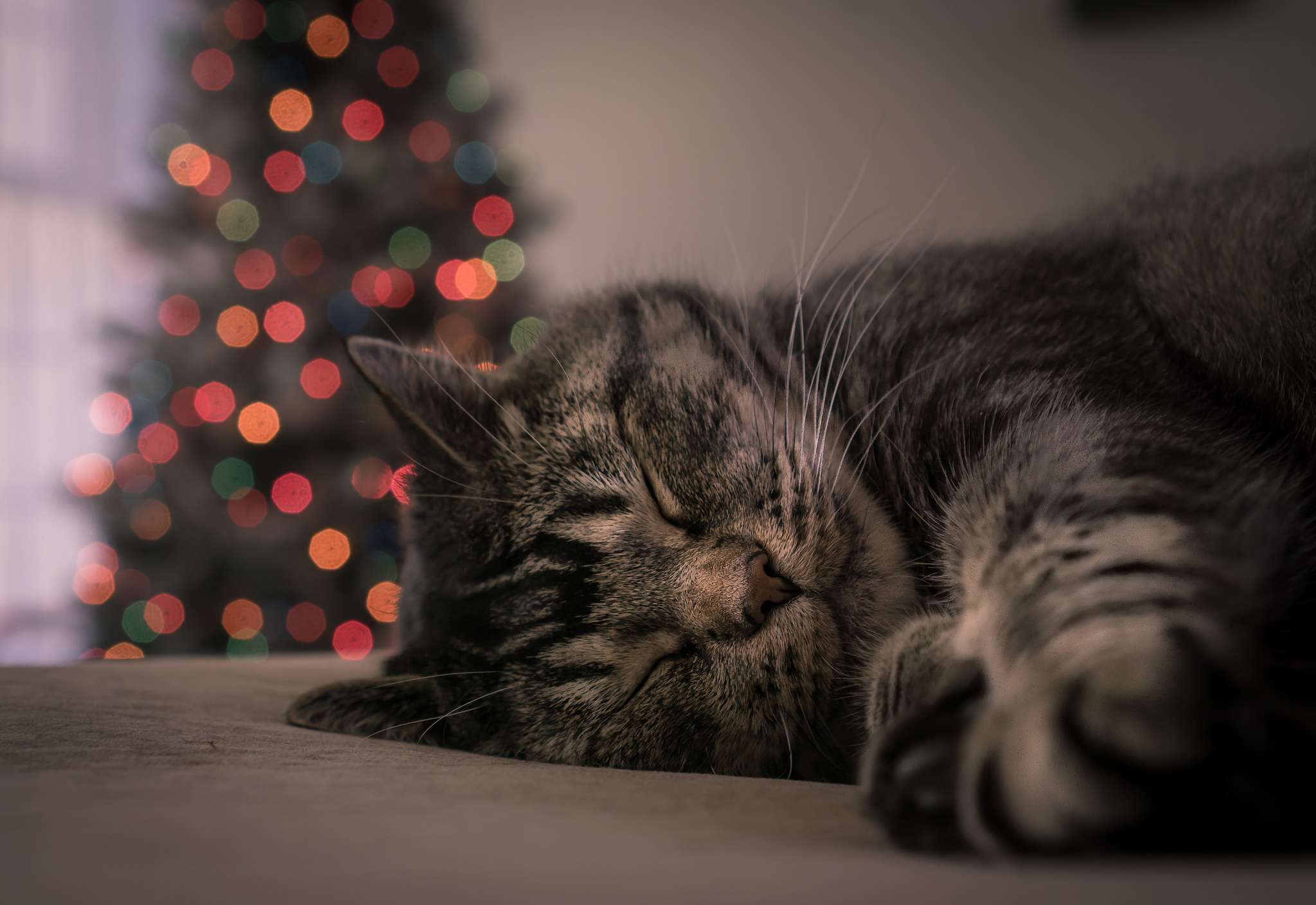 猫在圣诞树旁睡觉