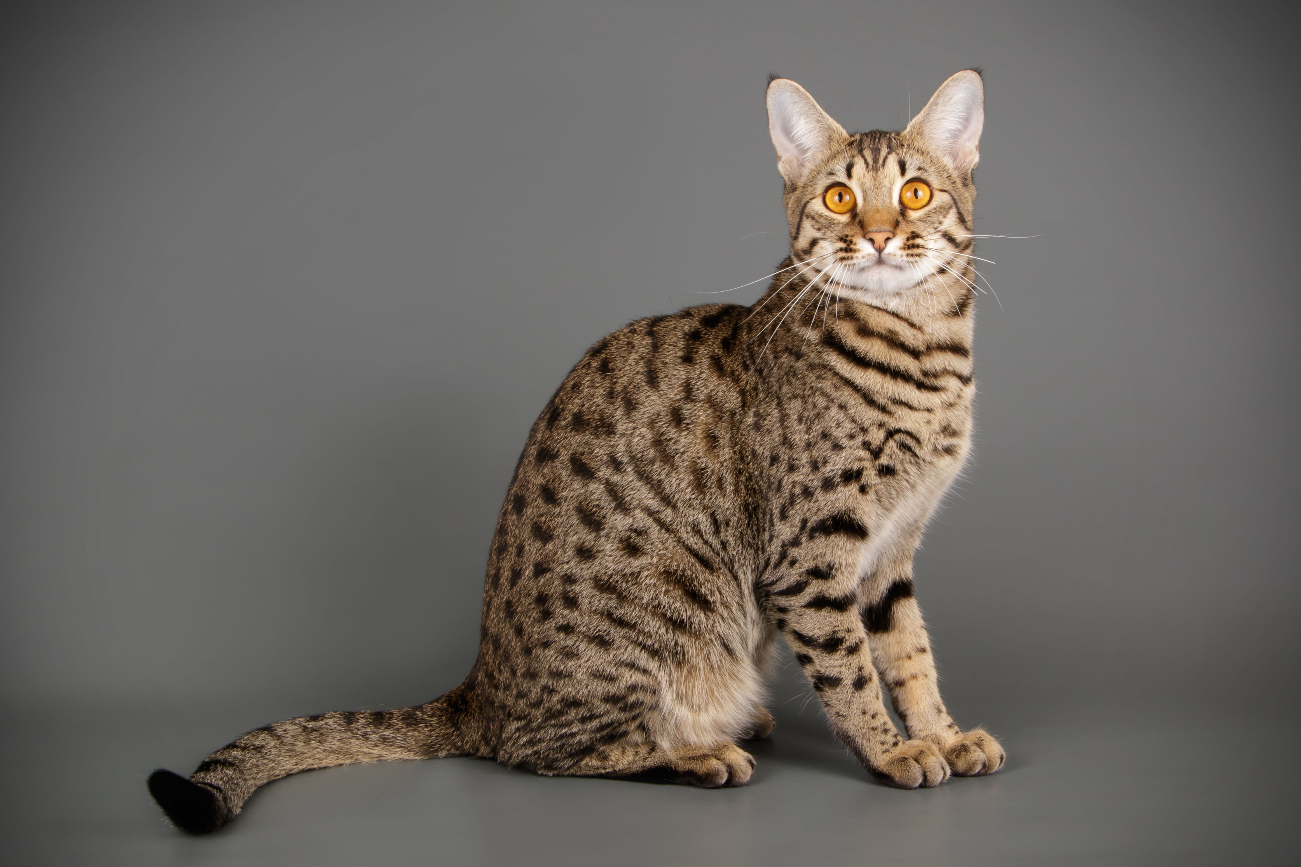 萨凡纳猫坐