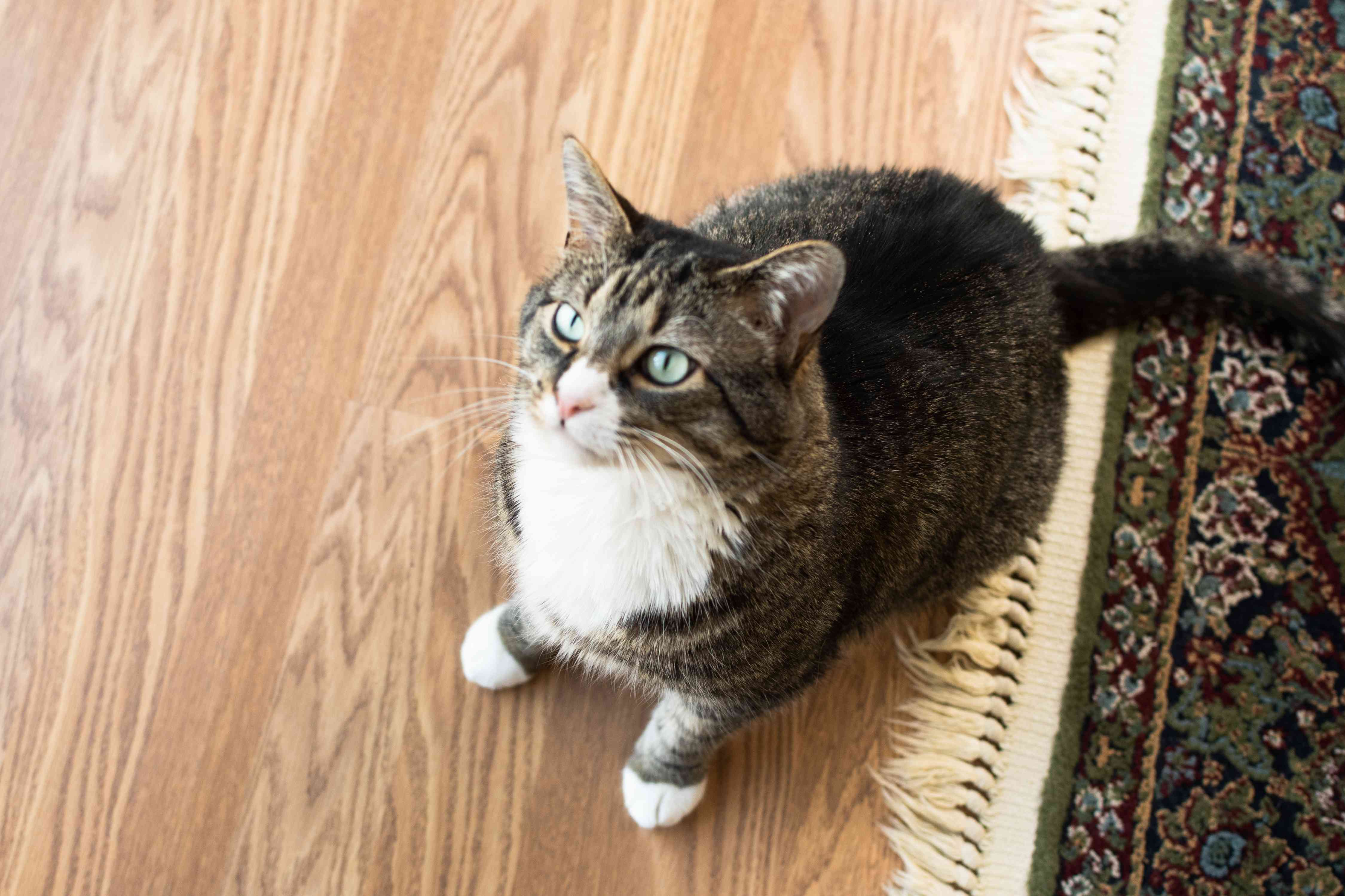棕色和白色的猫坐在地毯旁边的木地板上＂width=
