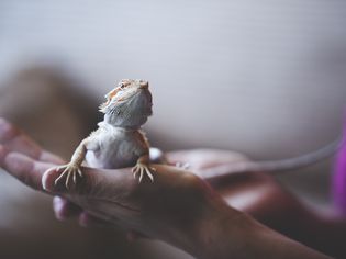 宠物松狮蜥