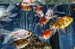 水族馆和金鱼