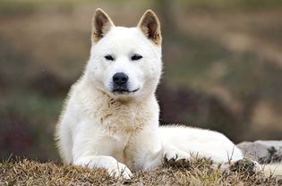 在草地上休息的韩国珍岛犬