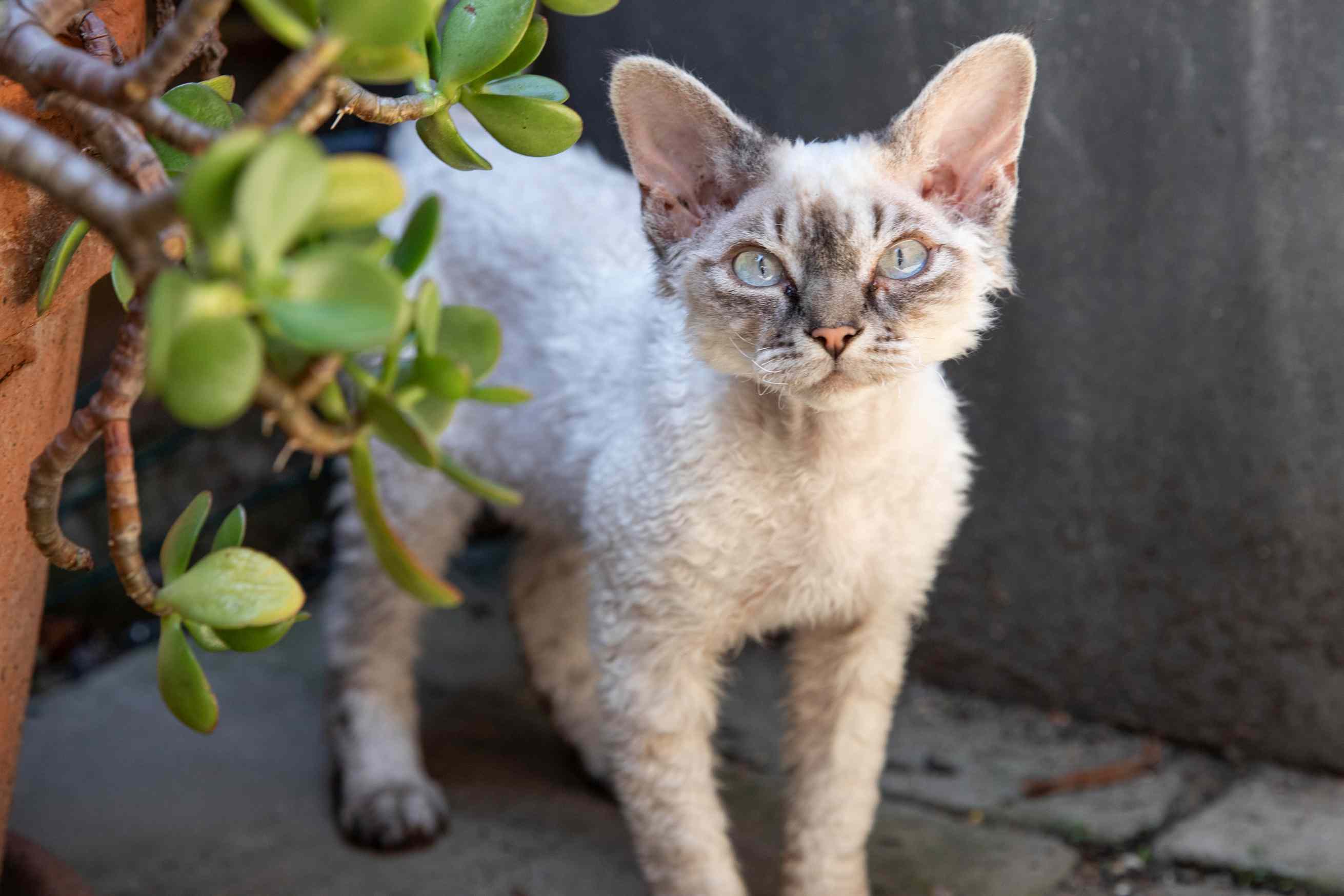 德文郡雷克斯低过敏猫站在多肉植物附近