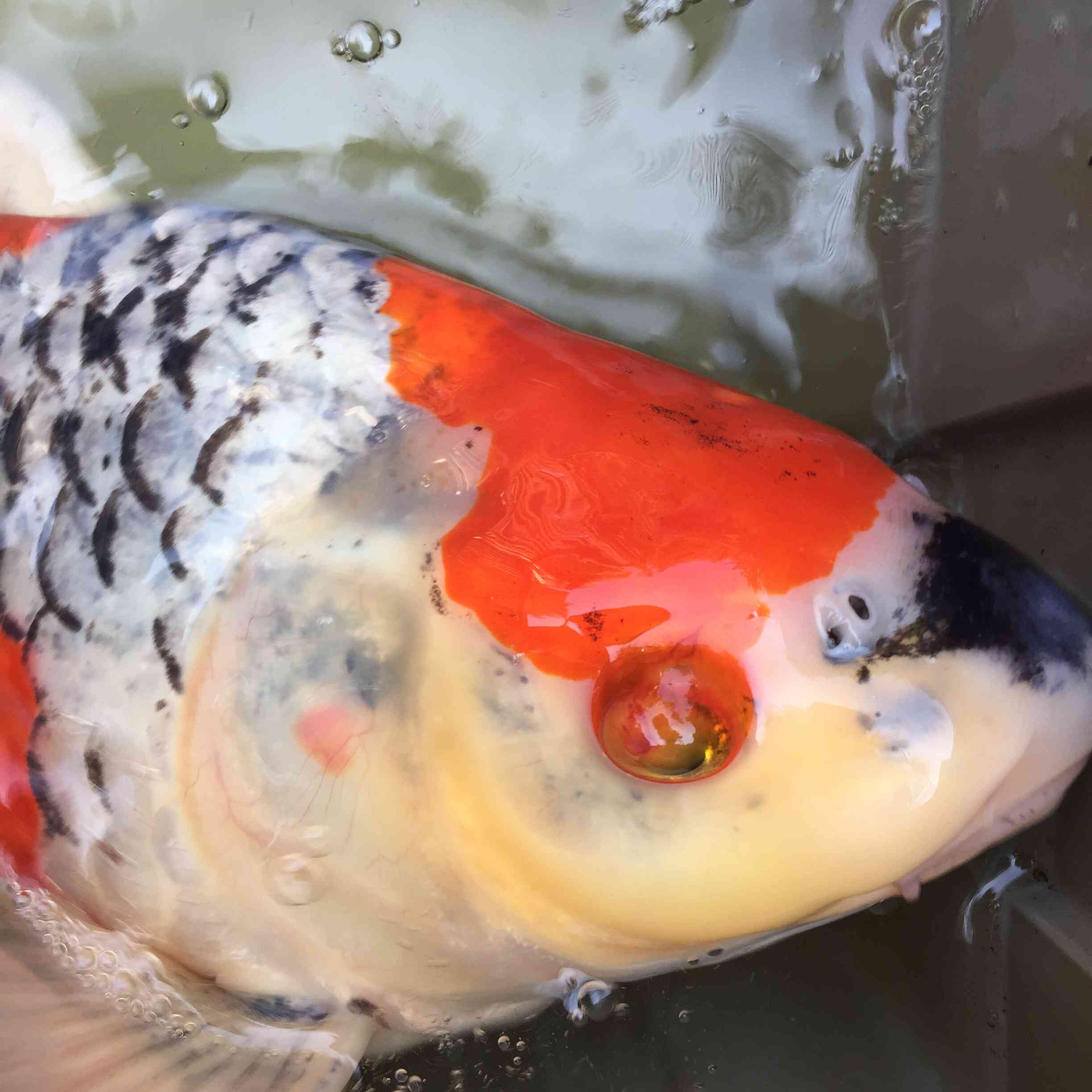 锦鲤色谱仪瘤