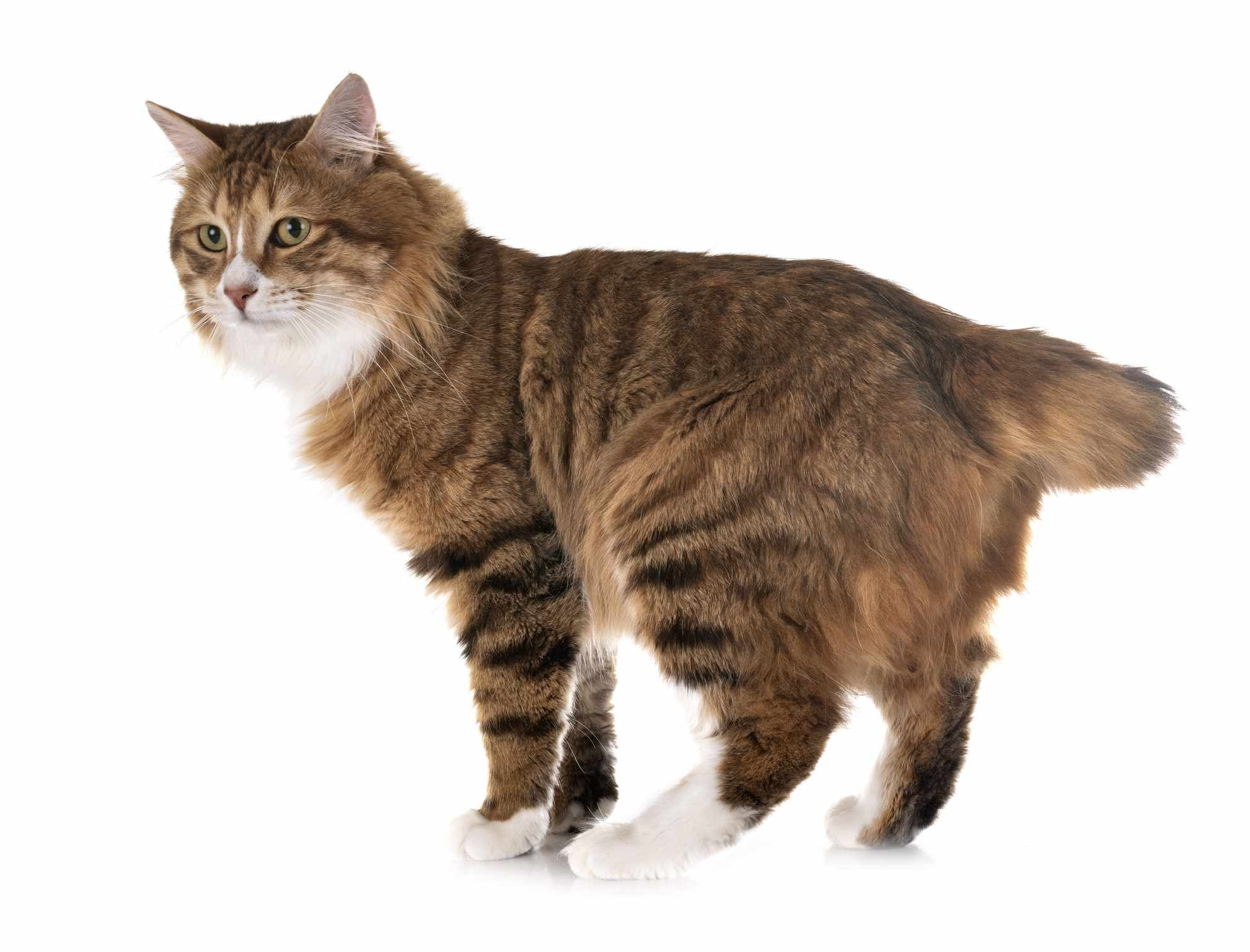 小狼猫的尾巴