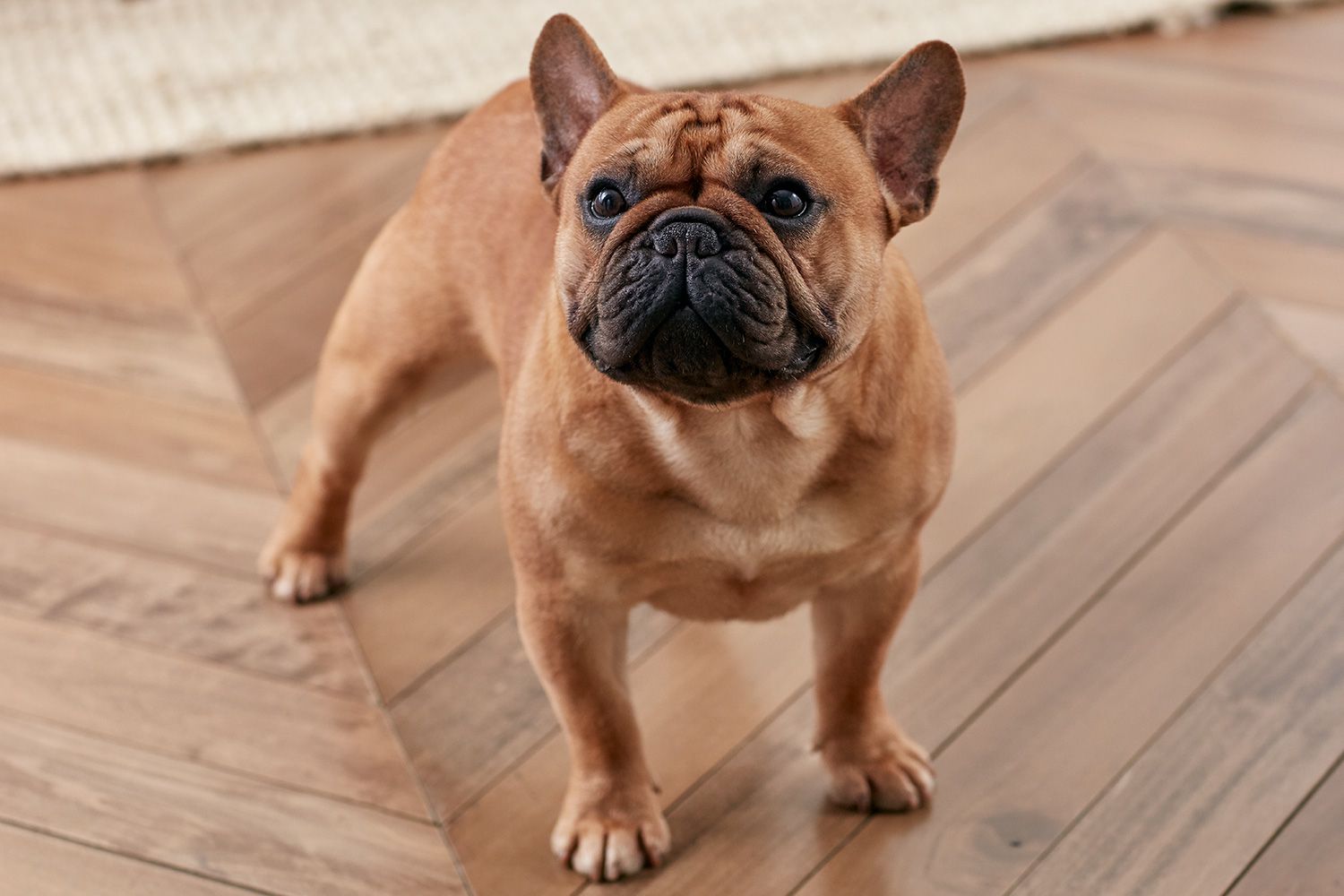 姿态自信的法国斗牛犬